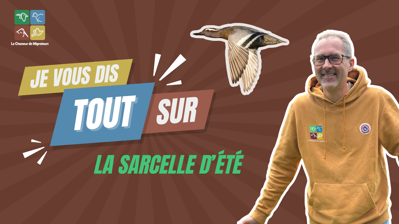 Je vous dis tout sur : LA SARCELLE D'ÉTÉ