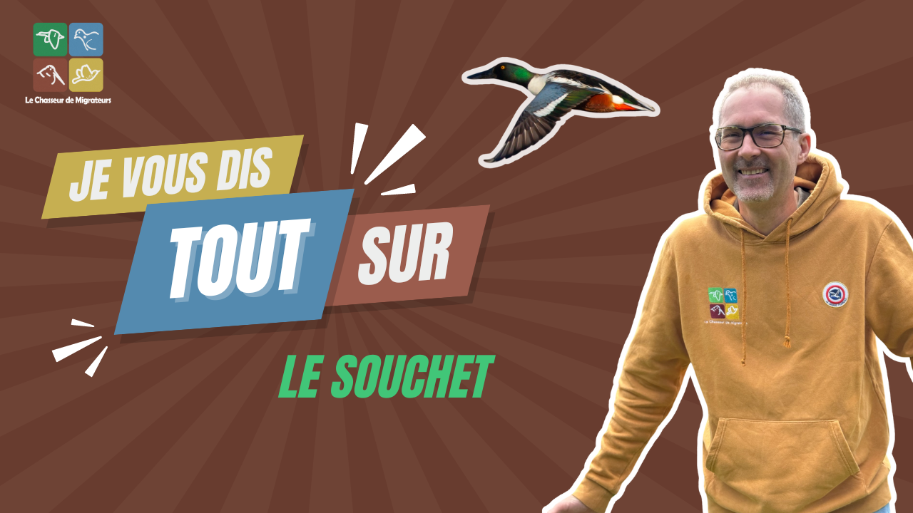 Je vous dis tout sur : le canard souchet